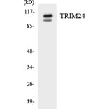 Western Blot - TRIM24 Cell Based ELISA Kit (CB5776) - Antibodies.com