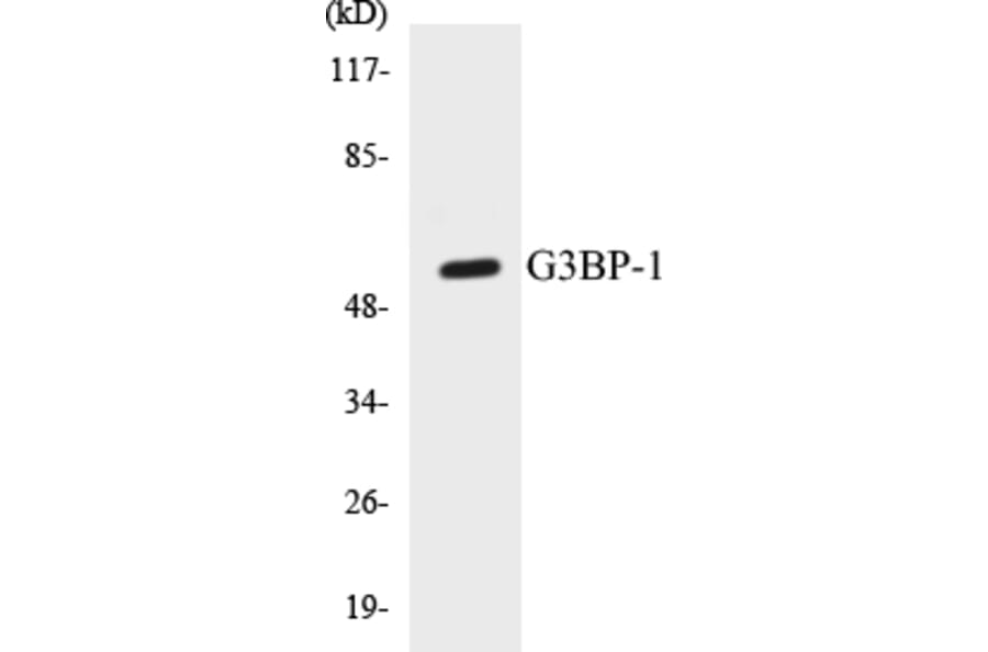 Western Blot - G3BP-1 Cell Based ELISA Kit (CB5280) - Antibodies.com