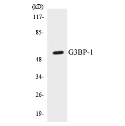 Western Blot - G3BP-1 Cell Based ELISA Kit (CB5280) - Antibodies.com