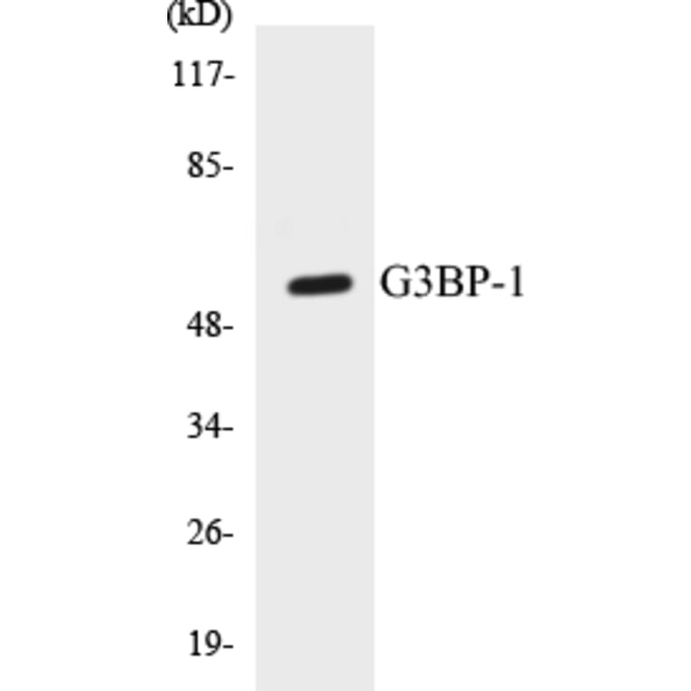 Western Blot - G3BP-1 Cell Based ELISA Kit (CB5280) - Antibodies.com