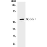 Western Blot - G3BP-1 Cell Based ELISA Kit (CB5280) - Antibodies.com