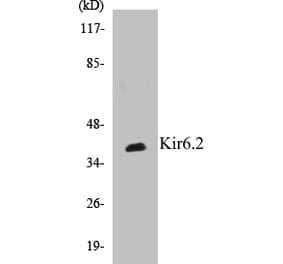 Western Blot - Kir6.2 Cell Based ELISA Kit (CB5406) - Antibodies.com