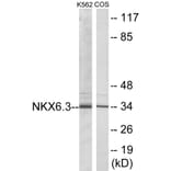 Western Blot - NKX6.3 Cell Based ELISA Kit (CB5762) - Antibodies.com