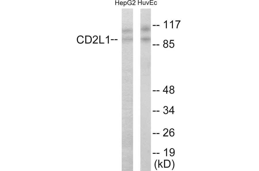 Western Blot - CDC2L1 Cell Based ELISA Kit (CB5855) - Antibodies.com