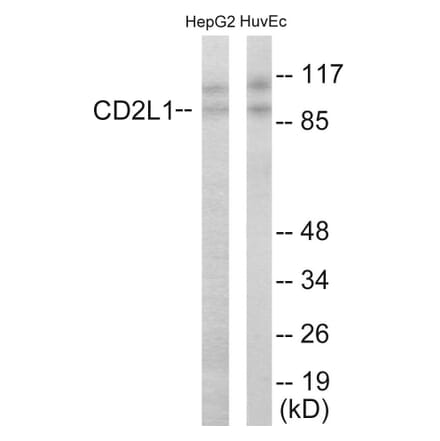 Western Blot - CDC2L1 Cell Based ELISA Kit (CB5855) - Antibodies.com