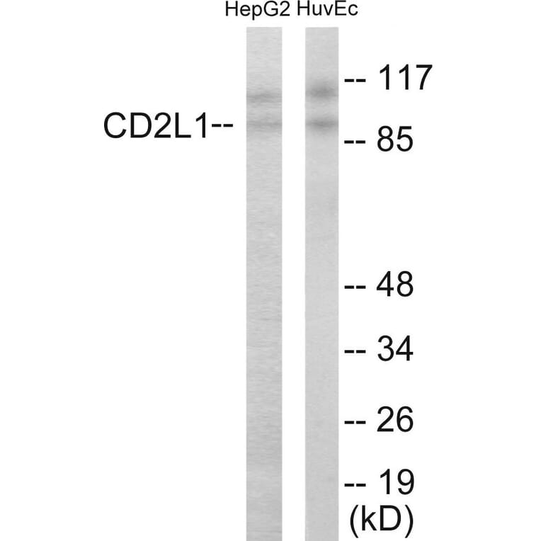 Western Blot - CDC2L1 Cell Based ELISA Kit (CB5855) - Antibodies.com