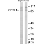 Western Blot - CDC2L1 Cell Based ELISA Kit (CB5855) - Antibodies.com