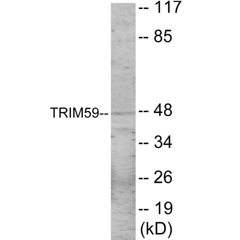 Western Blot - TRIM59 Cell Based ELISA Kit (CB6075) - Antibodies.com