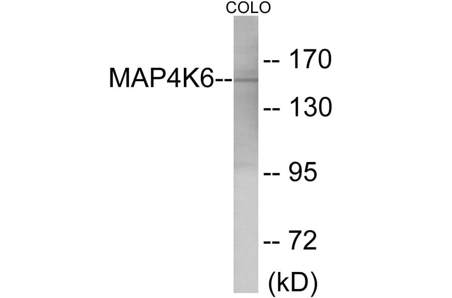 Western Blot - MAP4K6 Cell Based ELISA Kit (CB6079) - Antibodies.com