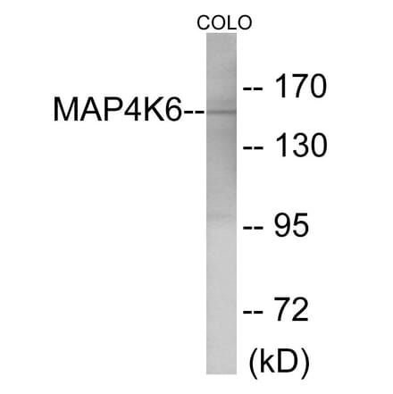 Western Blot - MAP4K6 Cell Based ELISA Kit (CB6079) - Antibodies.com