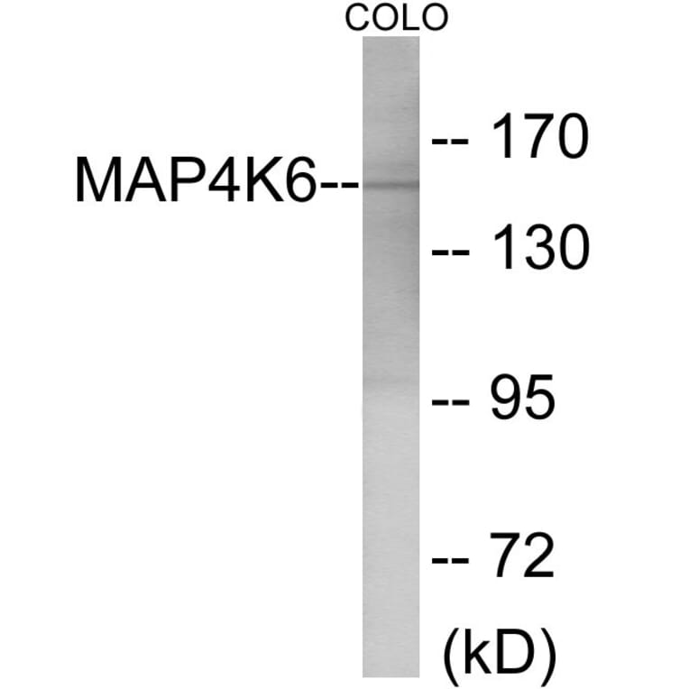 Western Blot - MAP4K6 Cell Based ELISA Kit (CB6079) - Antibodies.com