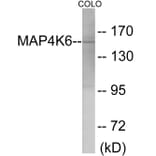 Western Blot - MAP4K6 Cell Based ELISA Kit (CB6079) - Antibodies.com