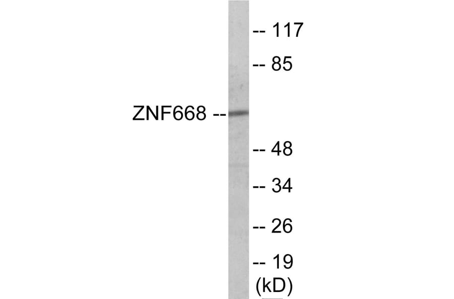Western Blot - ZNF668 Cell Based ELISA Kit (CB6113) - Antibodies.com