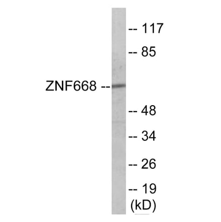 Western Blot - ZNF668 Cell Based ELISA Kit (CB6113) - Antibodies.com