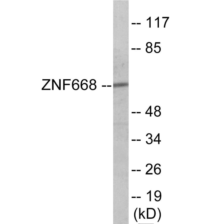 Western Blot - ZNF668 Cell Based ELISA Kit (CB6113) - Antibodies.com
