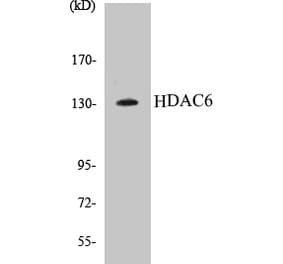 Western Blot - HDAC6 Cell Based ELISA Kit (CB5325) - Antibodies.com