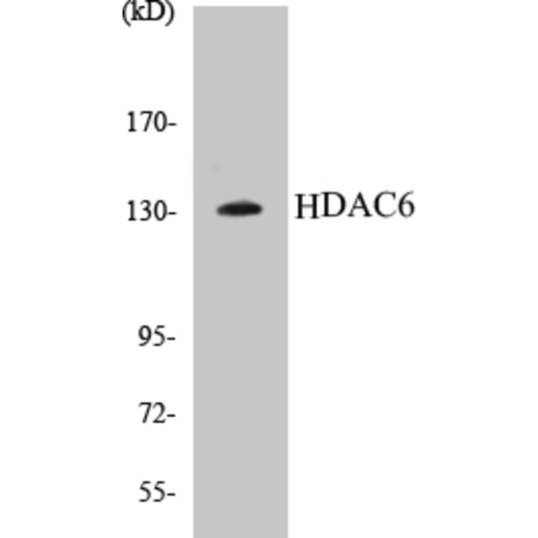 Western Blot - HDAC6 Cell Based ELISA Kit (CB5325) - Antibodies.com