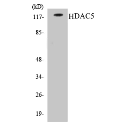Western Blot - HDAC5 Cell Based ELISA Kit (CB5323) - Antibodies.com