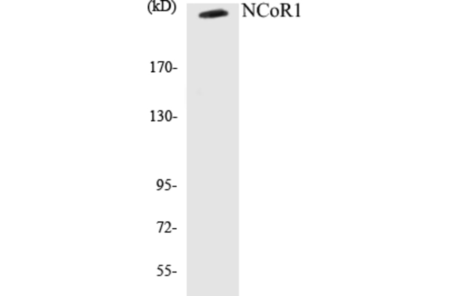 Western Blot - NCoR1 Cell Based ELISA Kit (CB5481) - Antibodies.com