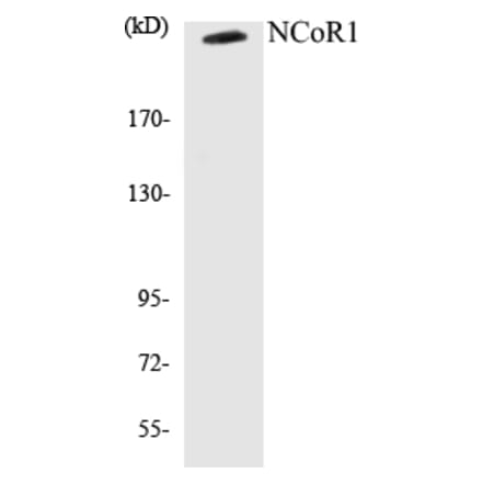 Western Blot - NCoR1 Cell Based ELISA Kit (CB5481) - Antibodies.com