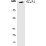 Western Blot - NCoR1 Cell Based ELISA Kit (CB5481) - Antibodies.com