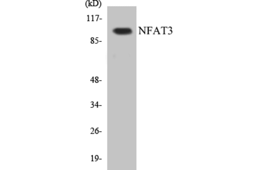 Western Blot - NFAT3 Cell Based ELISA Kit (CB5485) - Antibodies.com