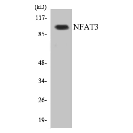 Western Blot - NFAT3 Cell Based ELISA Kit (CB5485) - Antibodies.com