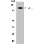 Western Blot - NFAT3 Cell Based ELISA Kit (CB5485) - Antibodies.com