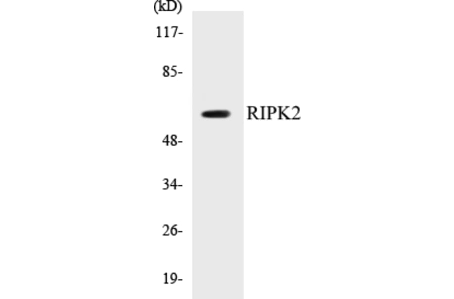 Western Blot - RIPK2 Cell Based ELISA Kit (CB5613) - Antibodies.com