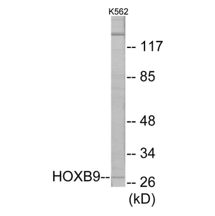 Western Blot - HOXB9 Cell Based ELISA Kit (CB5845) - Antibodies.com