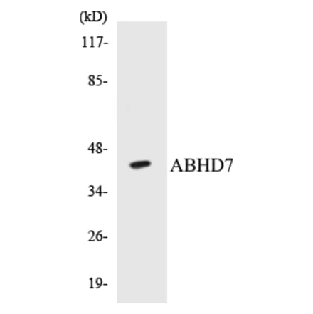 Western Blot - ABHD7 Cell Based ELISA Kit (CB5013) - Antibodies.com