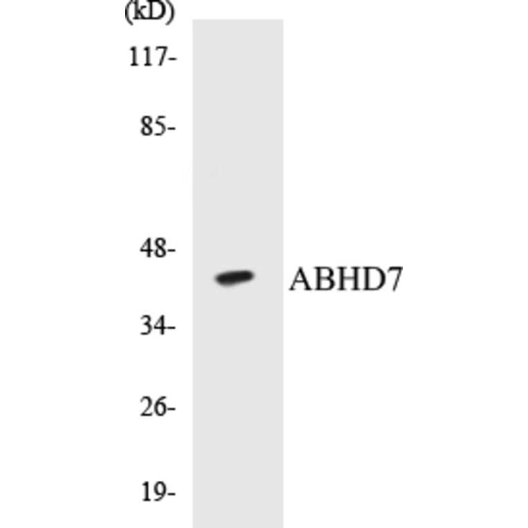 Western Blot - ABHD7 Cell Based ELISA Kit (CB5013) - Antibodies.com