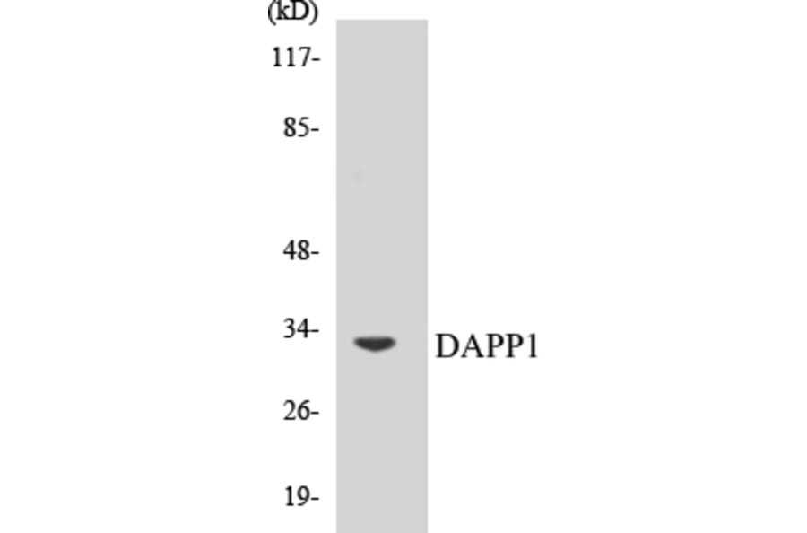 Western Blot - DAPP1 Cell Based ELISA Kit (CB5198) - Antibodies.com