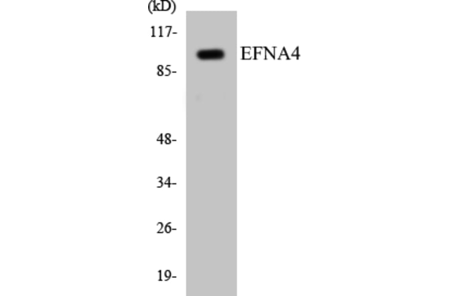 Western Blot - EFNA4 Cell Based ELISA Kit (CB5222) - Antibodies.com