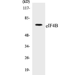 Western Blot - eIF4B Cell Based ELISA Kit (CB5227) - Antibodies.com