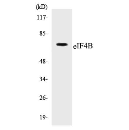 Western Blot - eIF4B Cell Based ELISA Kit (CB5227) - Antibodies.com
