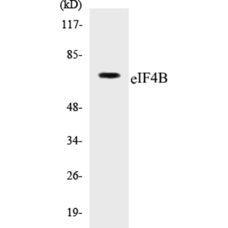 Western Blot - eIF4B Cell Based ELISA Kit (CB5227) - Antibodies.com