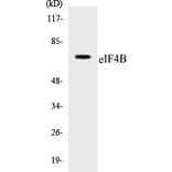Western Blot - eIF4B Cell Based ELISA Kit (CB5227) - Antibodies.com