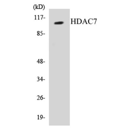 Western Blot - HDAC7 Cell Based ELISA Kit (CB5326) - Antibodies.com