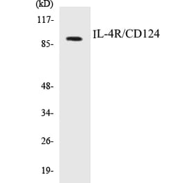 Western Blot - IL-4R Cell Based ELISA Kit (CB5366) - Antibodies.com
