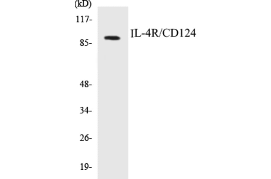 Western Blot - IL-4R Cell Based ELISA Kit (CB5366) - Antibodies.com