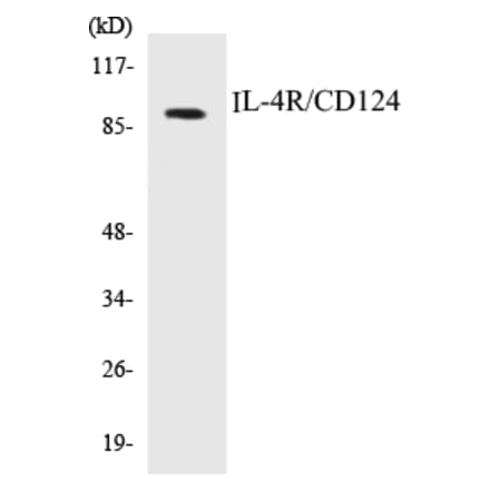 Western Blot - IL-4R Cell Based ELISA Kit (CB5366) - Antibodies.com