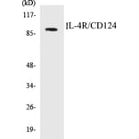 Western Blot - IL-4R Cell Based ELISA Kit (CB5366) - Antibodies.com