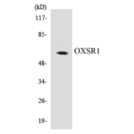 Western Blot - OXSR1 Cell Based ELISA Kit (CB5505) - Antibodies.com
