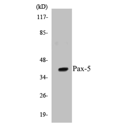 Western Blot - Pax-5 Cell Based ELISA Kit (CB5537) - Antibodies.com