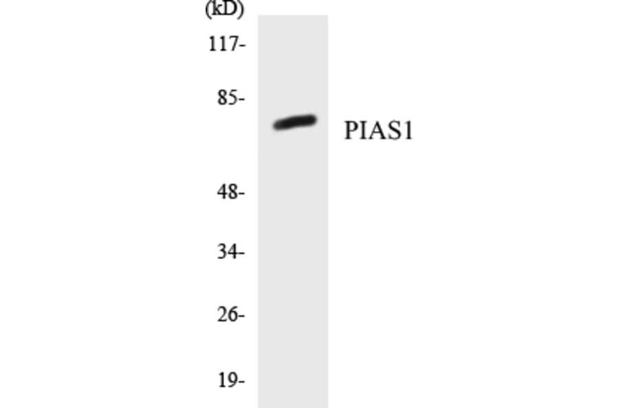 Western Blot - PIAS1 Cell Based ELISA Kit (CB5554) - Antibodies.com