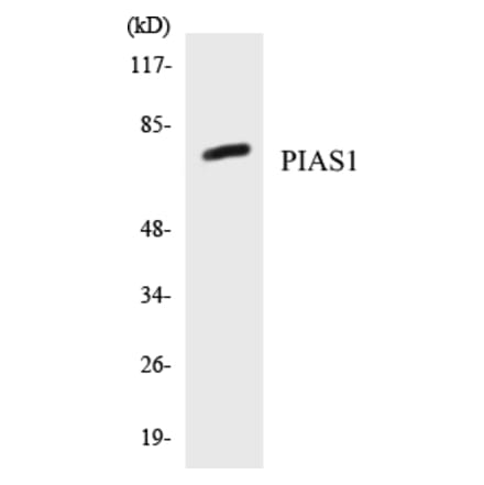 Western Blot - PIAS1 Cell Based ELISA Kit (CB5554) - Antibodies.com