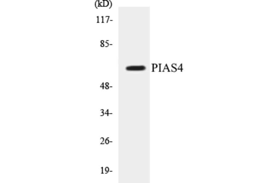 Western Blot - PIAS4 Cell Based ELISA Kit (CB5557) - Antibodies.com