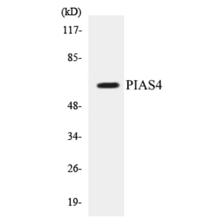 Western Blot - PIAS4 Cell Based ELISA Kit (CB5557) - Antibodies.com