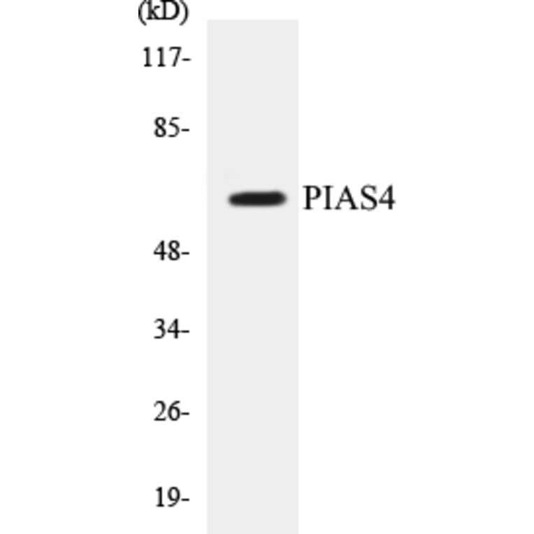 Western Blot - PIAS4 Cell Based ELISA Kit (CB5557) - Antibodies.com